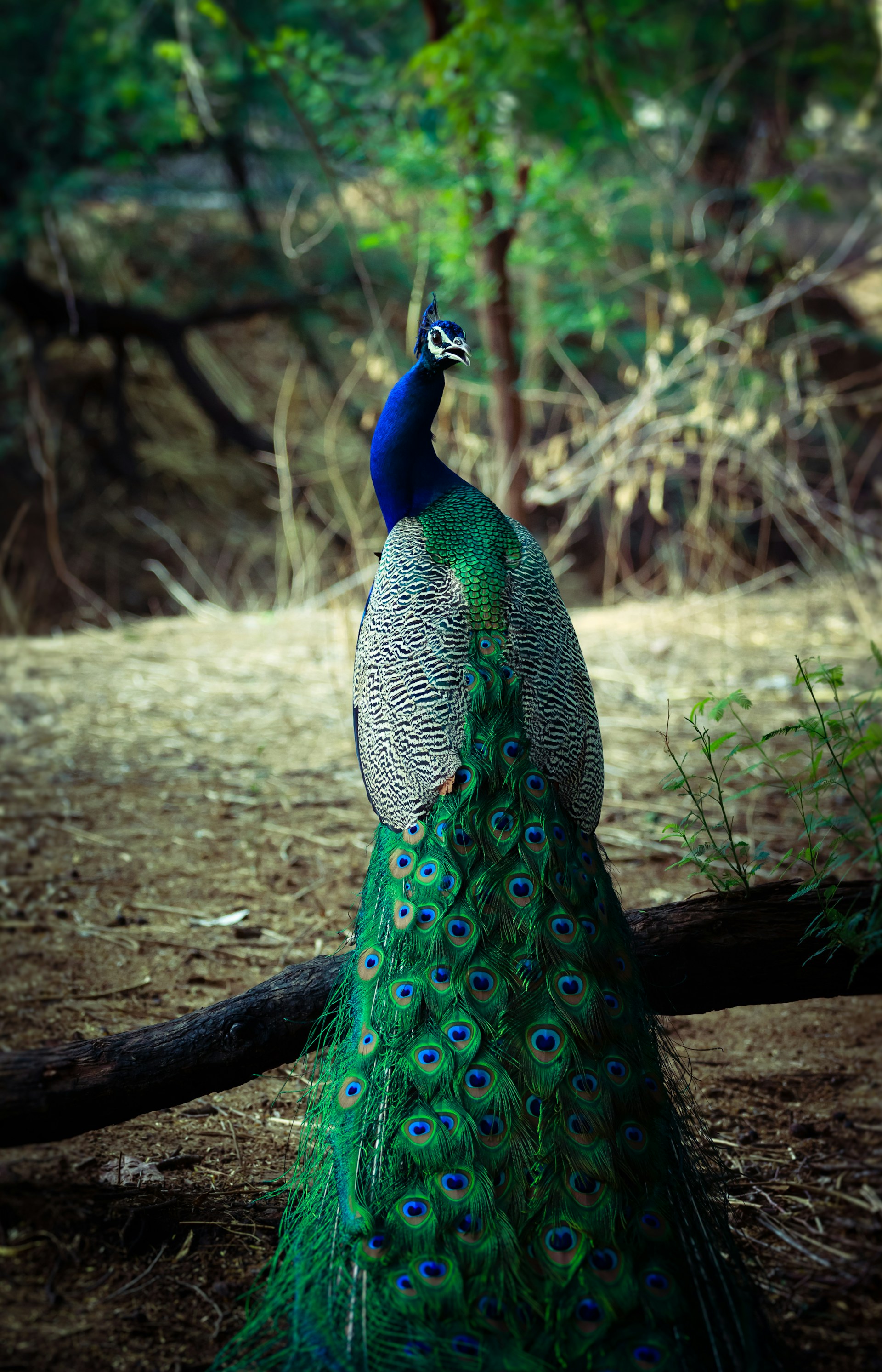Männlicher Pfau spreizt sein Gefieder im Parc de l'Impérial in Annecy, einem öffentlichen Park am Seeufer
