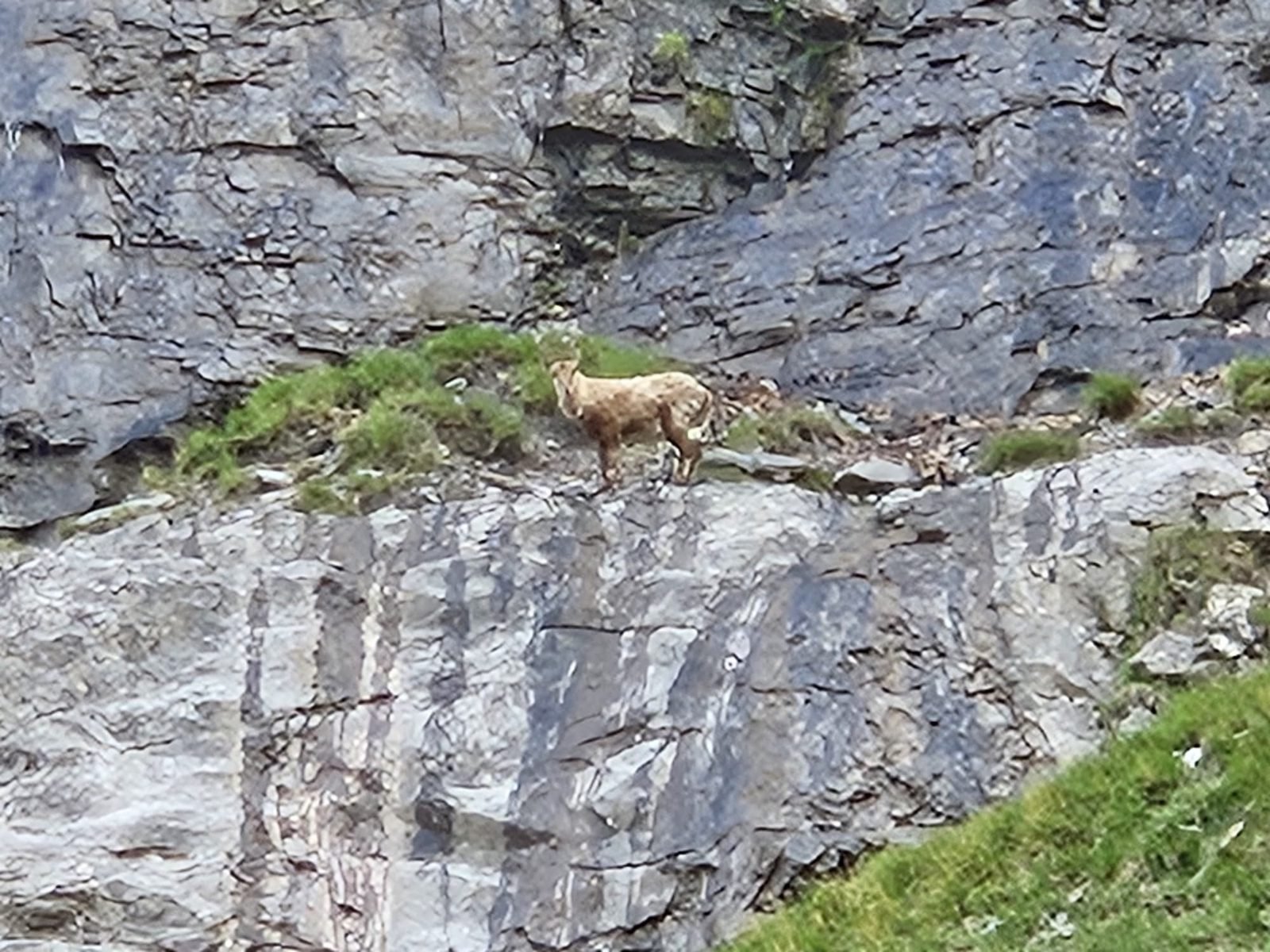 Bouquetin sur une vire rocheuse au Cirque du Fer-à-Cheval
