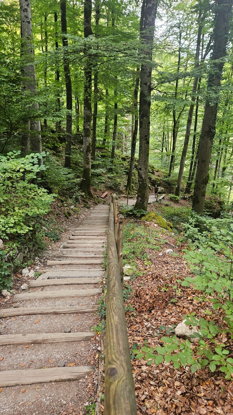 L'escalier de bois qui descend en forêt depuis le bâtiment d'accueil vers l'entrée des gorges