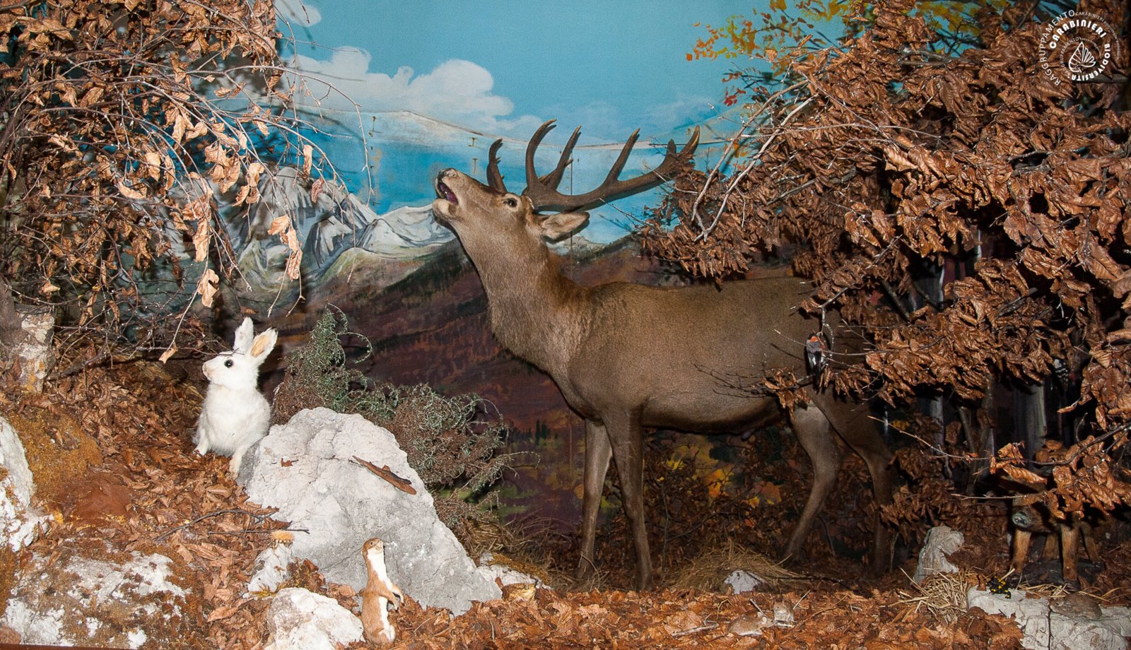 Diorama van bergfauna in gereconstrueerde habitat — illustratie