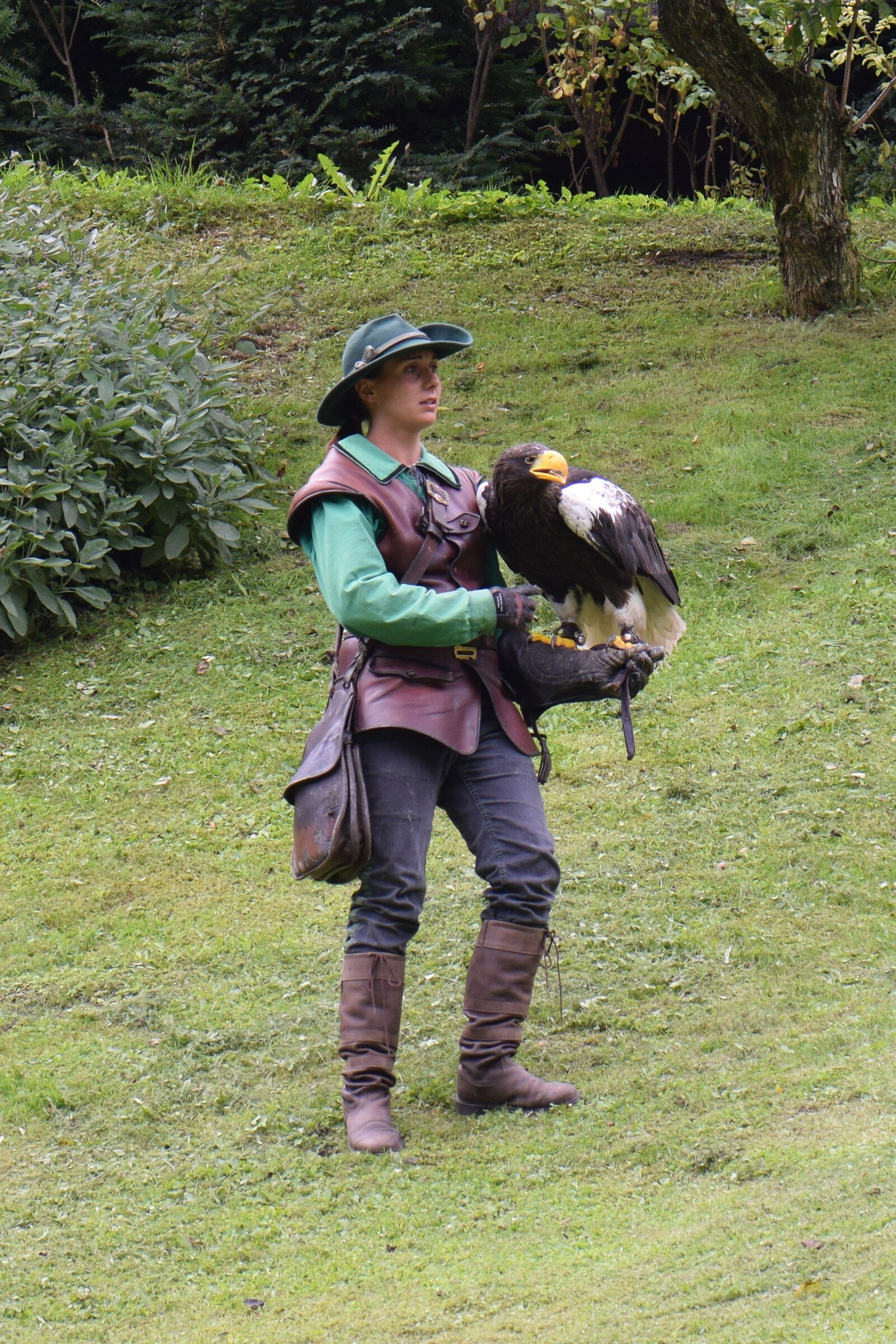 Spectacle de rapaces en vol libre aux Aigles du Léman, parc animalier de Sciez en Haute-Savoie