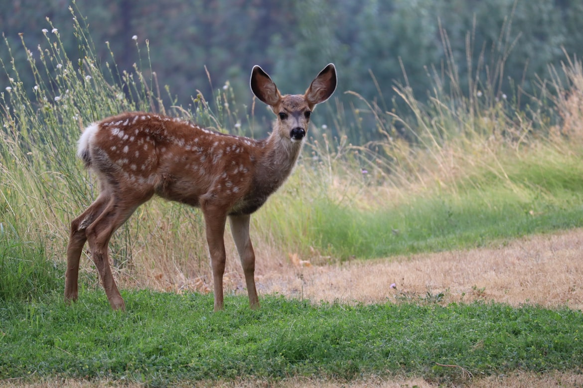 Junges geflecktes Rehkitz im hohen Gras im Parc Animalier La Grande Jeanne, Semnoz-Wald, Annecy