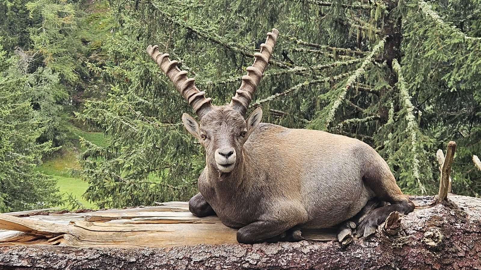 Bouquetin des Alpes au Parc de Merlet, Les Houches