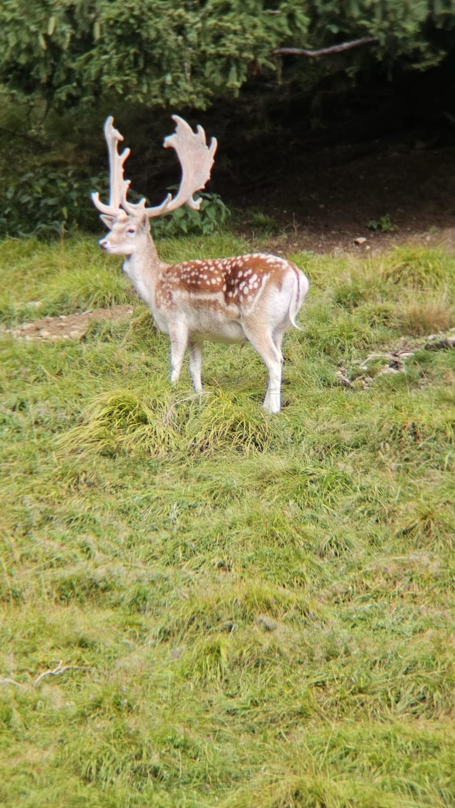 Daim au Parc de Merlet, parc animalier de montagne aux Houches