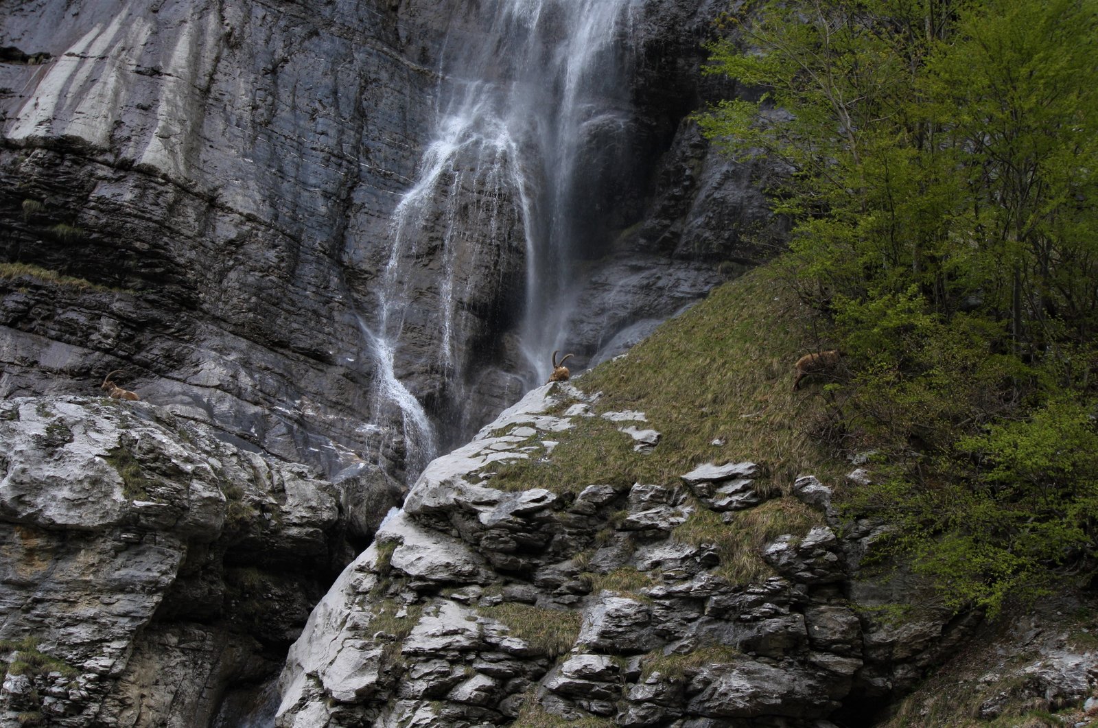 Sentier de randonnée - Réserve naturelle Sentier des Cascades de Sixt à Sixt-Fer-à-Cheval Haute-Savoie - Boucle 6 km · 200 m D+ modérée