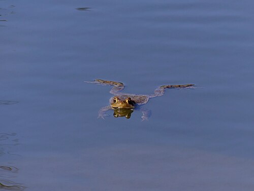 Petit amphibien nageant dans le lac des Dronières (mars 2022).JPG
