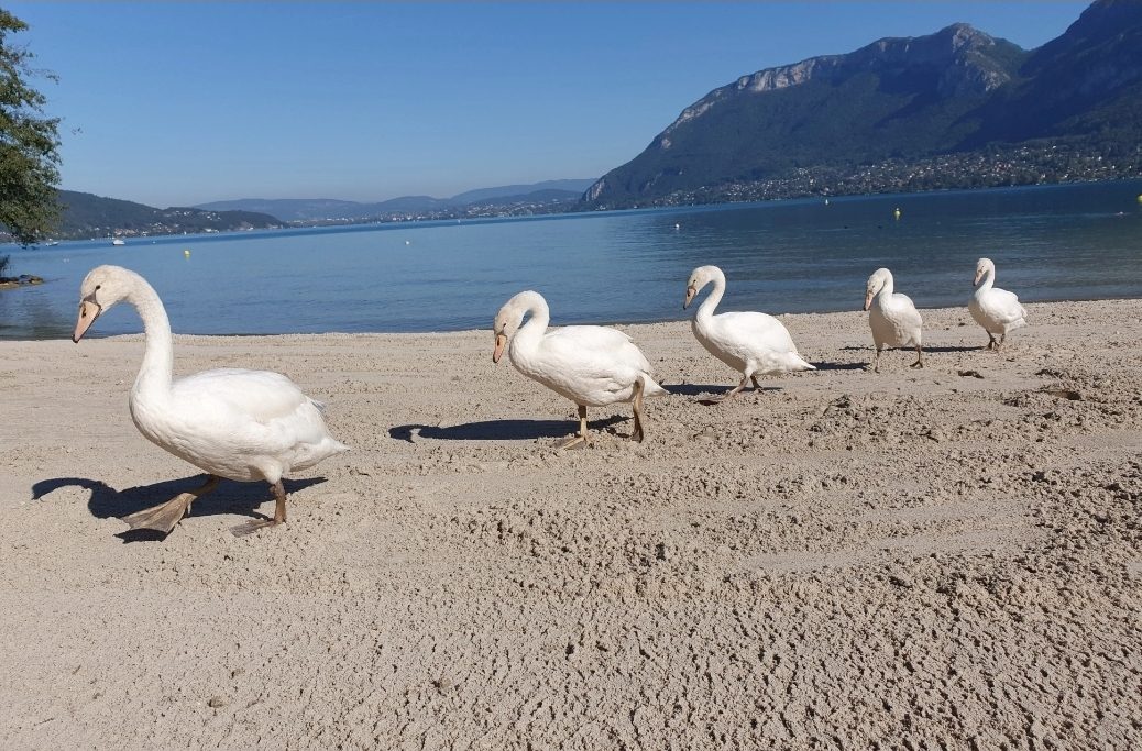 Plage de Saint-Jorioz